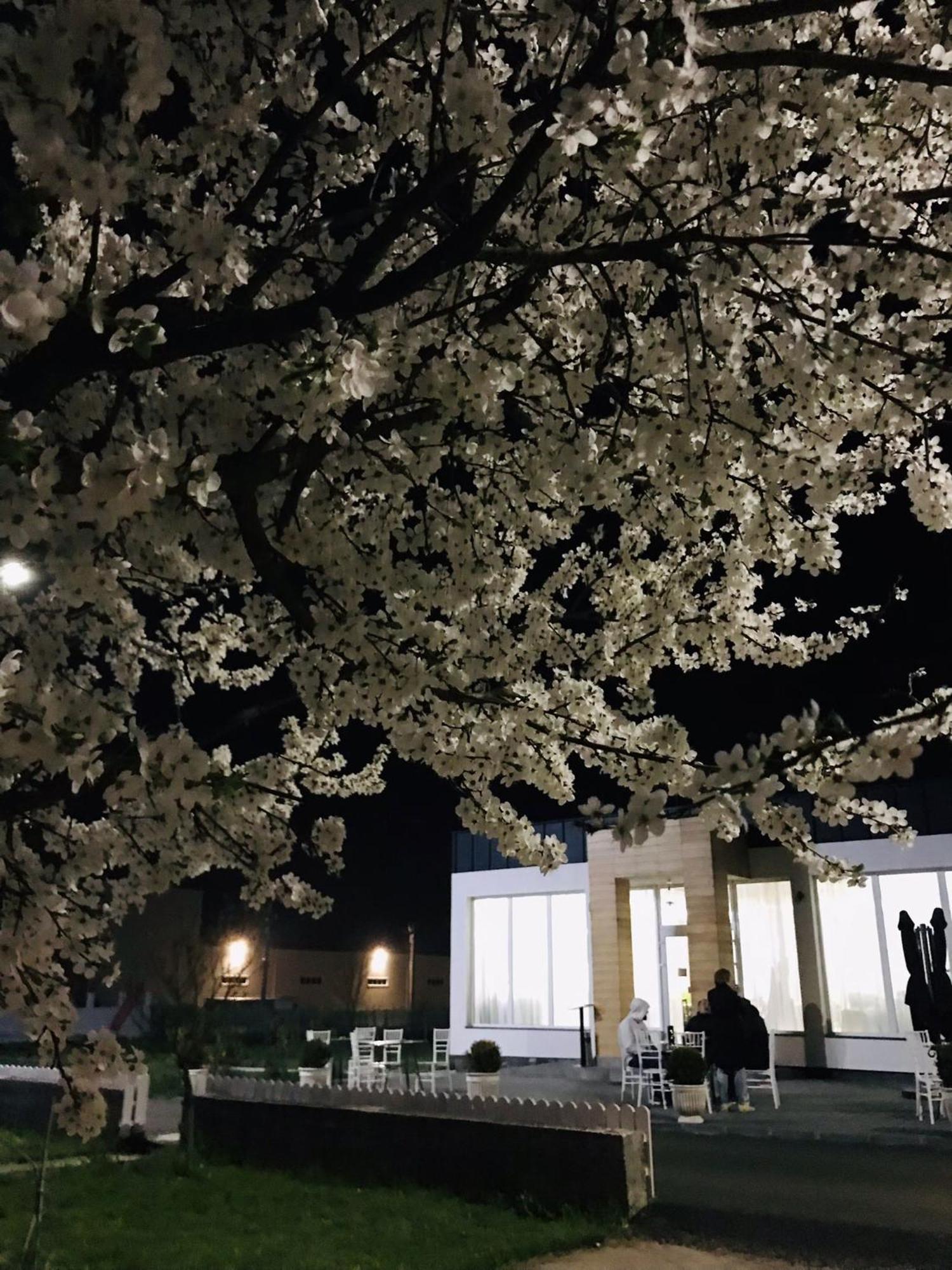 Green Garden Resort Cicirlau エクステリア 写真